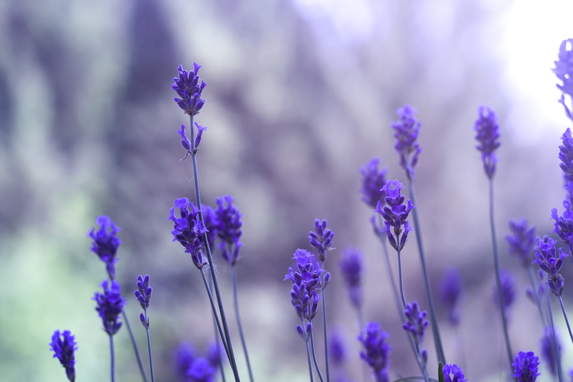 Lavendel_1170